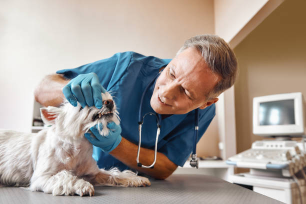 Best Emergency Dental Care for Broken or Chipped Teeth in Jasper, TX